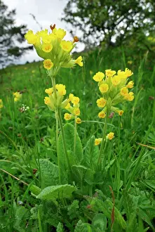 Cowslips: Cowslip