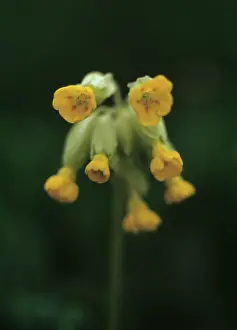 Veris: Cowslip