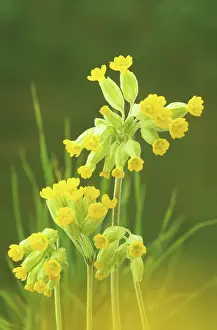 Veris: Cowslip