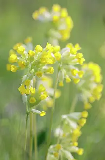Veris: Cowslip