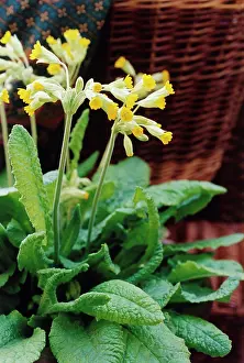 Veris: Cowslip