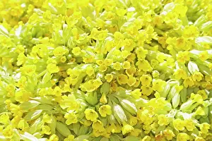 Cowslips: Cowslip