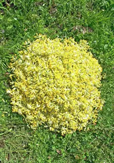 Cowslips: Cowslip
