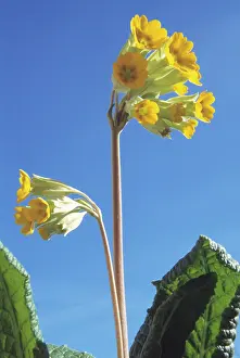 Veris: Cowslip