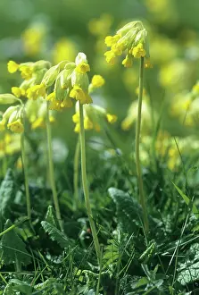 Veris: Cowslip