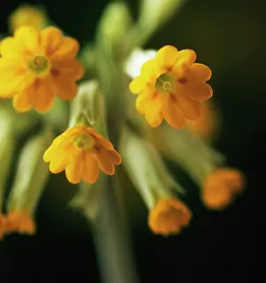 Veris: Cowslip