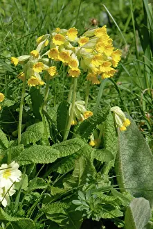 Cowslips: Cowslip