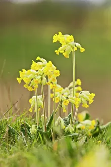 Veris: Cowslip - close up of plant