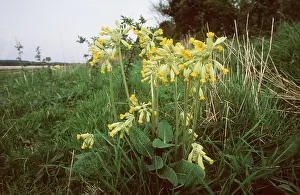 Cowslips: COWSLIP - in field