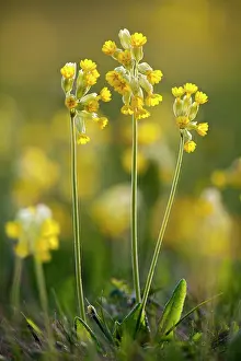 Veris: Cowslip - in flower