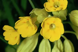 Cowslips: Cowslip - flowers
