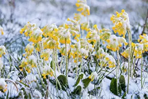 Snowfall: Cowslip Plants, covered in a late fall of snow in