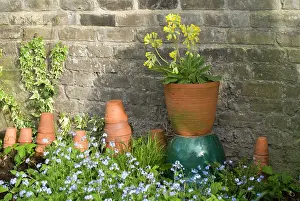Cowslips: Cowslip in Pot and Forget-Me-Not's and clay pots
