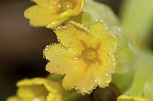 Veris: Cowslip Primrose close-up of a single flower