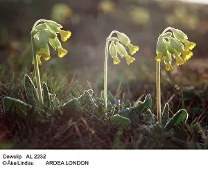 Cowslip: Cowslip - three in a row