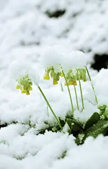 Cowslips: Cowslip - in snow