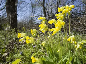 Birmingham: Cowslips - Birmingham UK