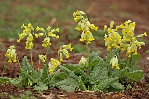 Cowslips: Cowslips in flower in spring