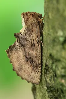 Notodontidae: Coxcomb Prominent