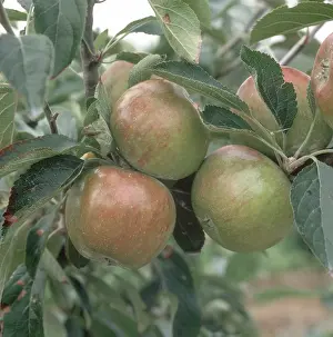 Apples: Cox's Orange Pippin Apples