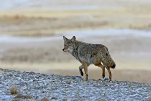 Coyotes: Coyote