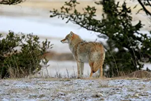 Coyotes: Coyote