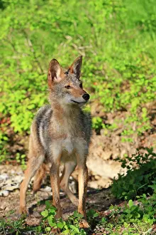 Coyotes: Coyote