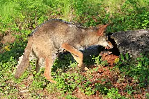 Coyotes: Coyote