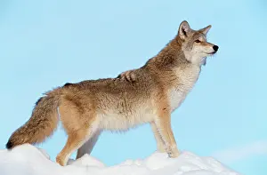 Coyotes: COYOTE