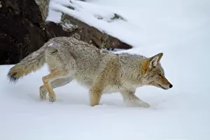 Latrans: Coyote