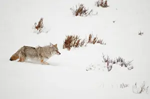 Coyotes: Coyote