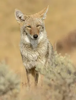 Prior: Coyote