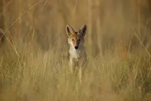 Listening: Coyote
