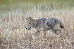 Coyote: Coyote