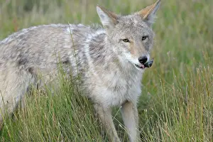 Coyote: Coyote
