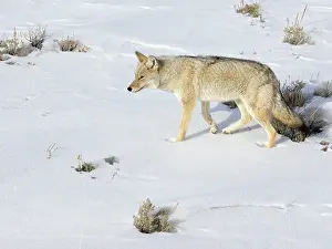 Coyote: Coyote