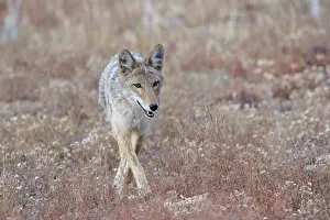 Prairie: Coyote