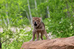 Uniteed: COYOTE