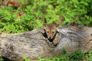Coyotes: Coyote - 5 week old baby
