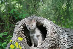 Coyotes: Coyote - 5 week old baby