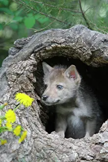 Coyotes: Coyote - 5 week old baby