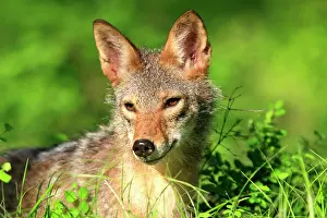 Coyotes: Coyote - Adult