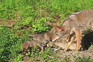 Coyotes: Coyote - Adult with 5 week old baby