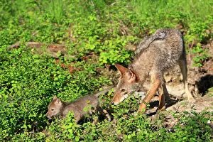 Coyotes: Coyote - Adult with 5 week old baby