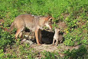 Coyotes: Coyote - Adult with 5 week old baby