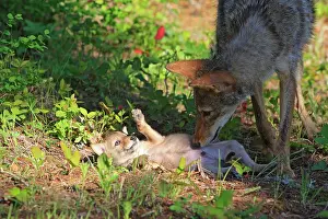 Coyotes: Coyote - Adult with 5 week old baby