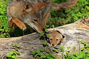 Hole: Coyote - Adult with 5 week old baby