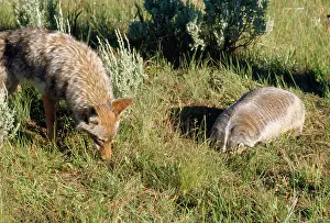 Taxidea: Coyote - & American Badger (Taxidea taxus) co-hunting