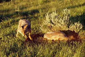 Taxidea: Coyote - & American Badger (Taxidea taxus) co-hunting