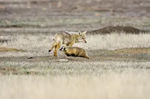 Taxidea: Coyote and American Badger (Taxidea taxus) hunting